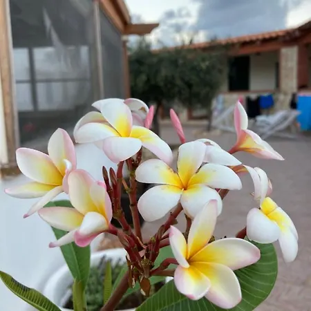 Pomelia - Lampedusa